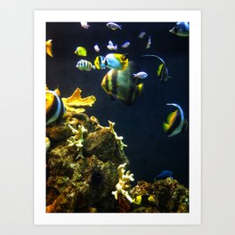 Aquarium Art Print | Hdr, Aquarium, Digital, Color, Film, Water, Fish, Bathroomart, Tropicalfish, Photo 