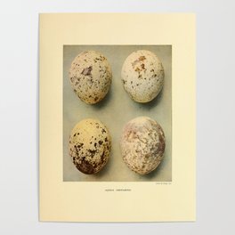 Vintage Print - A synopsis of the Hawks (1921) - Golden Eagle Eggs Poster