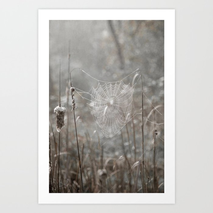 Spiderweb and Cattails Art Print