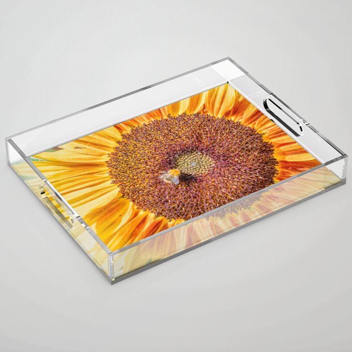 Close up view of a Sunflower bloom with a bee collecting pollen Acrylic Tray