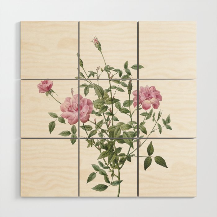 Vintage Dwarf Rosebush Botanical Illustration on Pure White Wood Wall Art