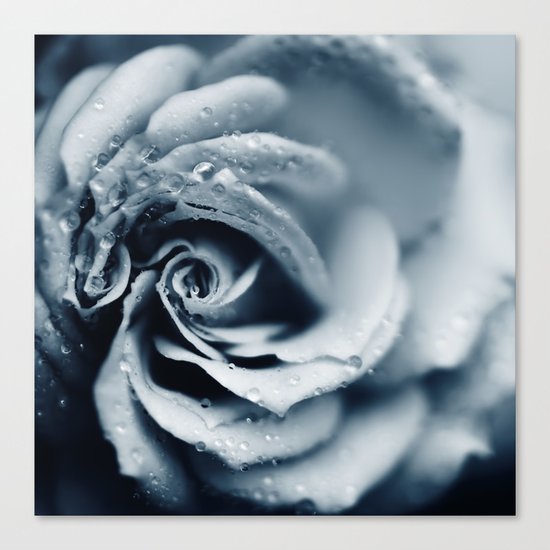 Rose - powder blue Canvas Print