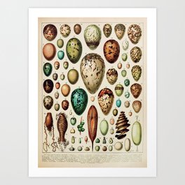 Eggs Vintage Poster by Adolphe Millot Art Print