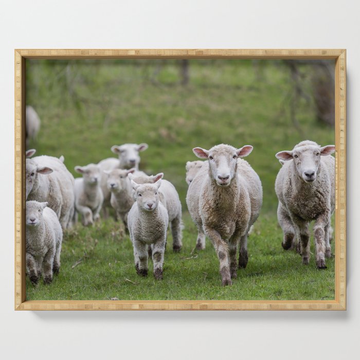 Flock Sheep Lambs Serving Tray