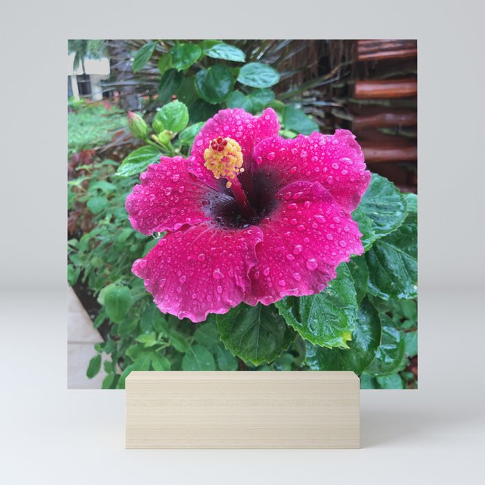 Dewy Pink Hibiscus Flower | Tropical Magenta Hot Pink Hawaii Mexico Mini Art Print