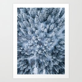 Winter Pine Forest Art Print