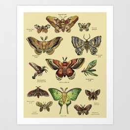 Moths of North America Art Print