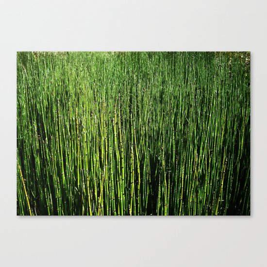Wallgrass Canvas Print