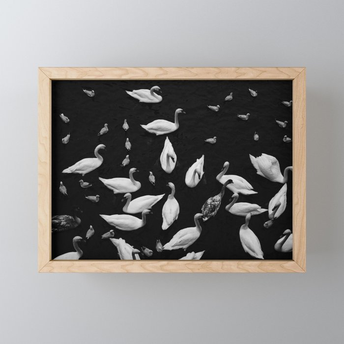 Swan Song Framed Mini Art Print
