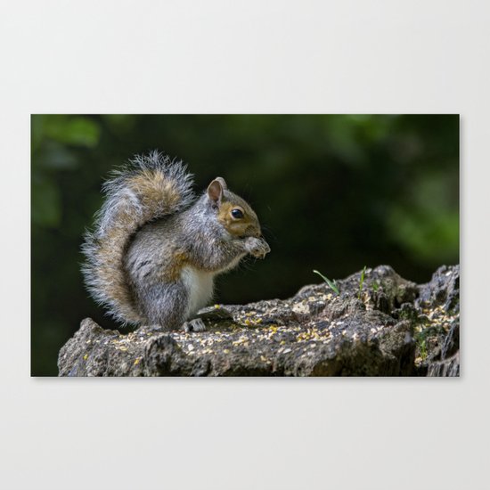 Squirrel Canvas Print