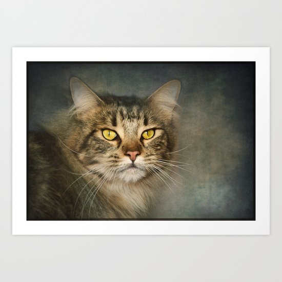 Maine Coon Art Print
