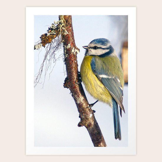 Blue Tit Art Print