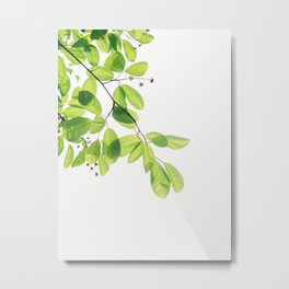 Decorative leaves Metal Print | Greenleaf, Launch, Flora, Decorative, Branch, Delicate, Floral, Sophisticated, Trend, Plant 