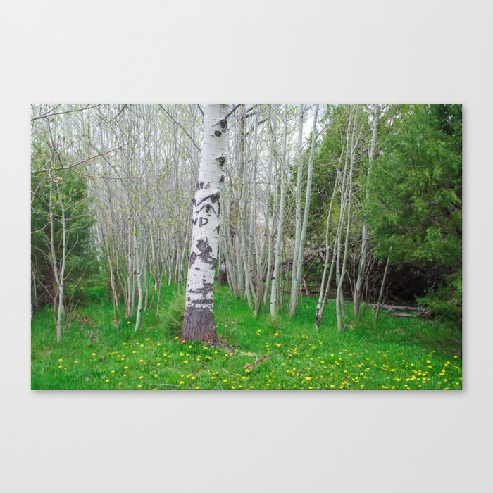 Birch Grove and Wildflowers Canvas Print