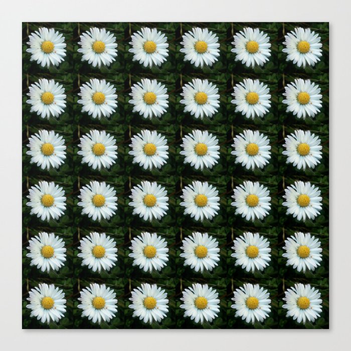 Daisy 5- Marguerite – margarita-oxeye Canvas Print
