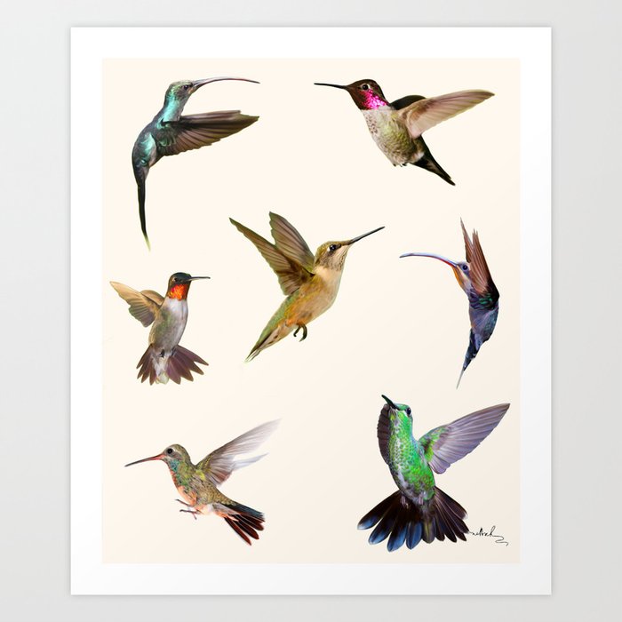 Kolibri Art Print
