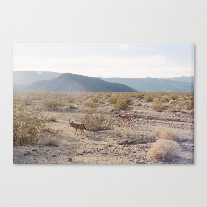 Panamint Valley Coyotes Canvas Print