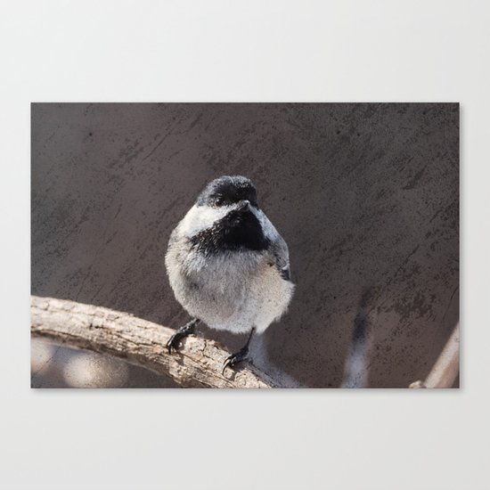 Chickadee with Texture Canvas Print