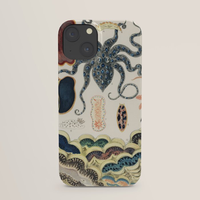 Barrier Reef Molluscs and Planarians from The Great Barrier Reef of