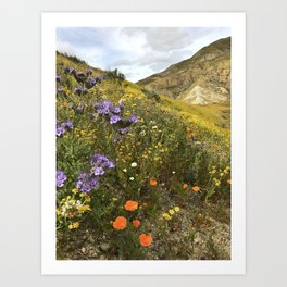 Wildflowers in California Art Print