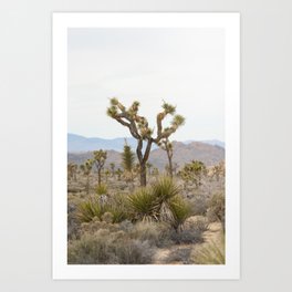 Joshua Tree National Park Art Print