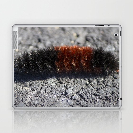 Banded Woolly Bear Caterpillar Laptop & iPad Skin