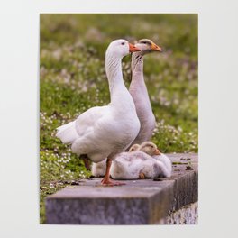 Geese family with two little goslings outdoor in nature Poster