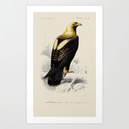 Vintage Golden Eagle Art Print