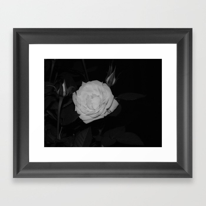White Rose. Framed Art Print