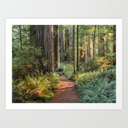 Walk In The Redwoods  9-9-18 Art Print