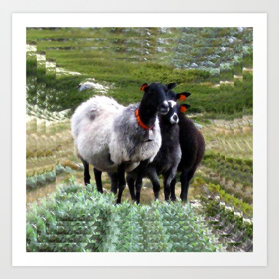 mountain sheep Art Print