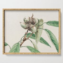 Japanese Vintage Painting of  Oak Tree -Green Botanical  Serving Tray