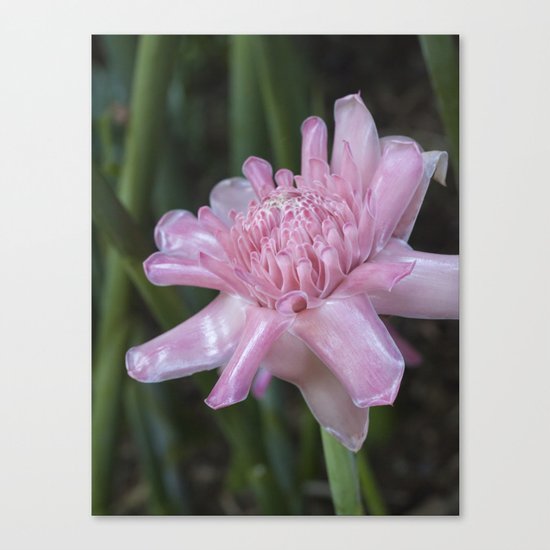 Pink Ginger Flower Canvas Print