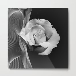 Black and white veiled white rose Metal Print | Gardenflowers, Singlerose, Floral, Blossom, Photo, Plant, Metaverse, Mixedtechnique, Romanticism, Valentinerose 