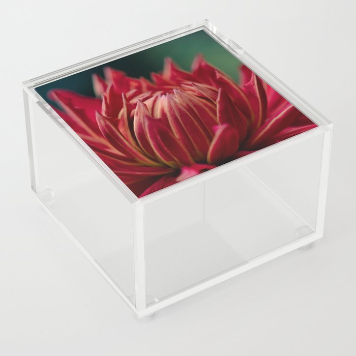 Perfect Red Dahlia Cooper Blaine Acrylic Box