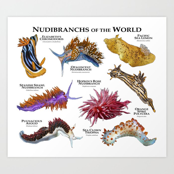 Nudibranchs of the World Art Print