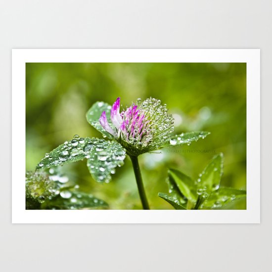 Dew Drops Art Print