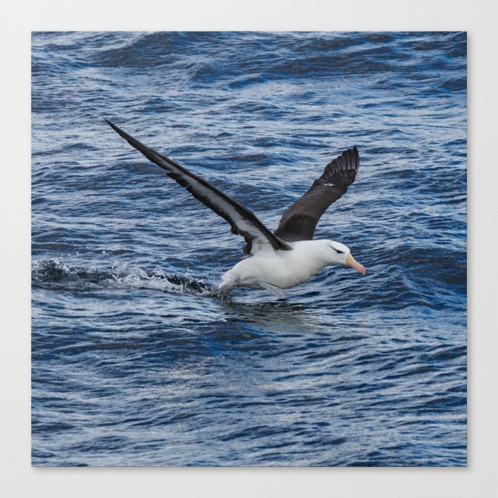 Argentina Photography - Black-browed Albatross Flying Close To The Water Canvas Print