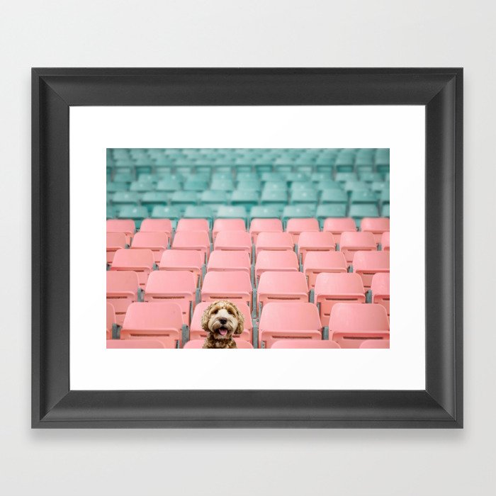 Labradoodle Sitting in Stadium Framed Art Print