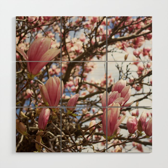 Spring Magnolia Blossoms in Salem Wood Wall Art