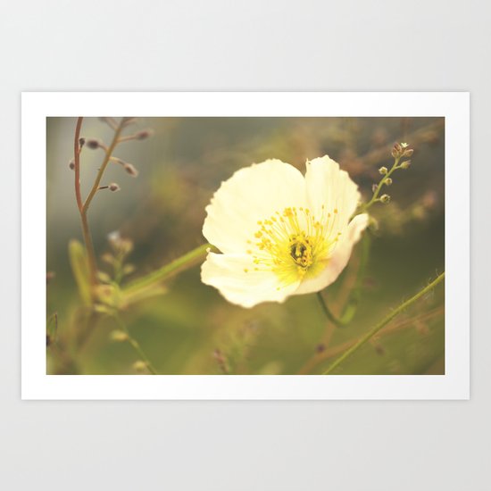 Poppy in August Art Print