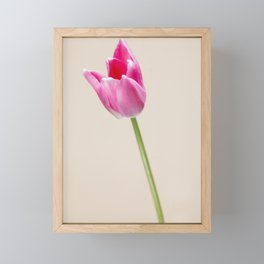 Pastel colored Dutch tulip photo Fine Art Print Framed Mini Art Print