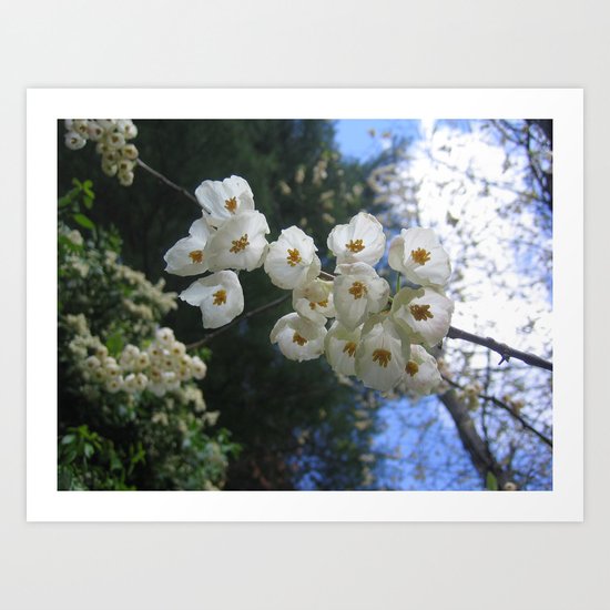 park o36 Art Print