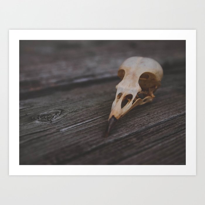 Bird Skull Art Print