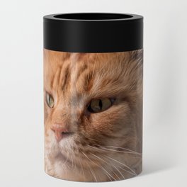 Purebred red Maine Coon cat lying on the floor at home Can Cooler