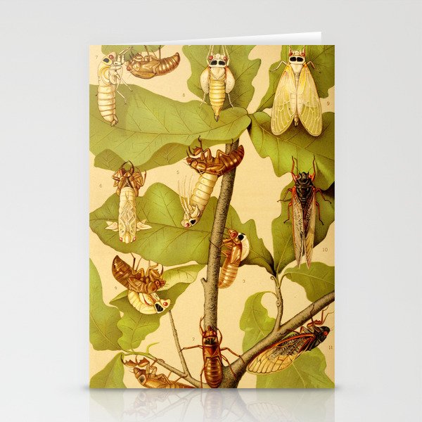 Transformation of Cicada Septemdecim by Lillie Sullivan, 1898 (benefitting The Nature Conservancy) Stationery Cards