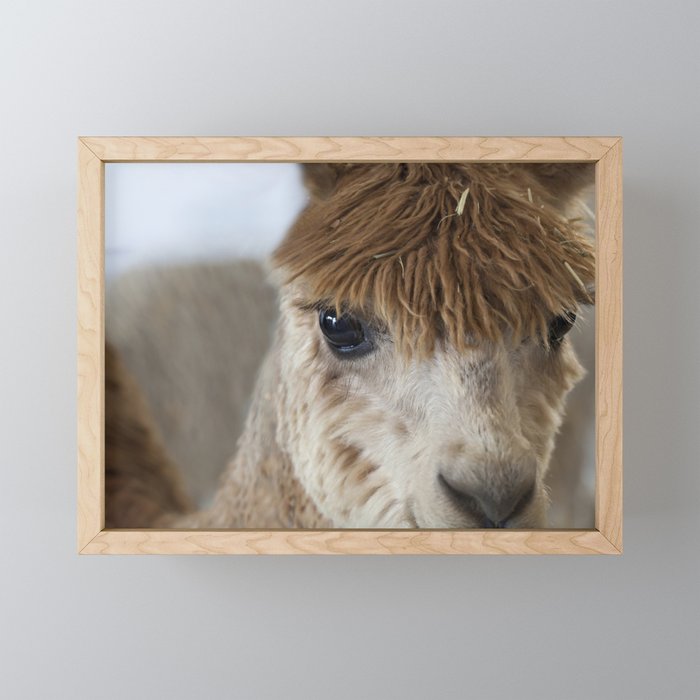 Little Brown Alpaca Framed Mini Art Print