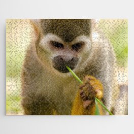 Brazil Photography - Monkey Eating A Grass Straw Jigsaw Puzzle