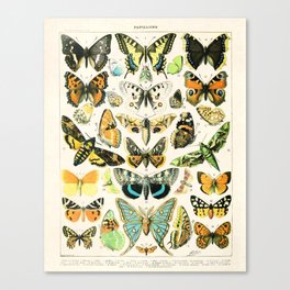 Papillon Vintage French Butterfly Chart By Adolphe Millot Canvas Print