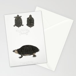 Spotted Terrapin & Thicknecked Terrapin Stationery Card